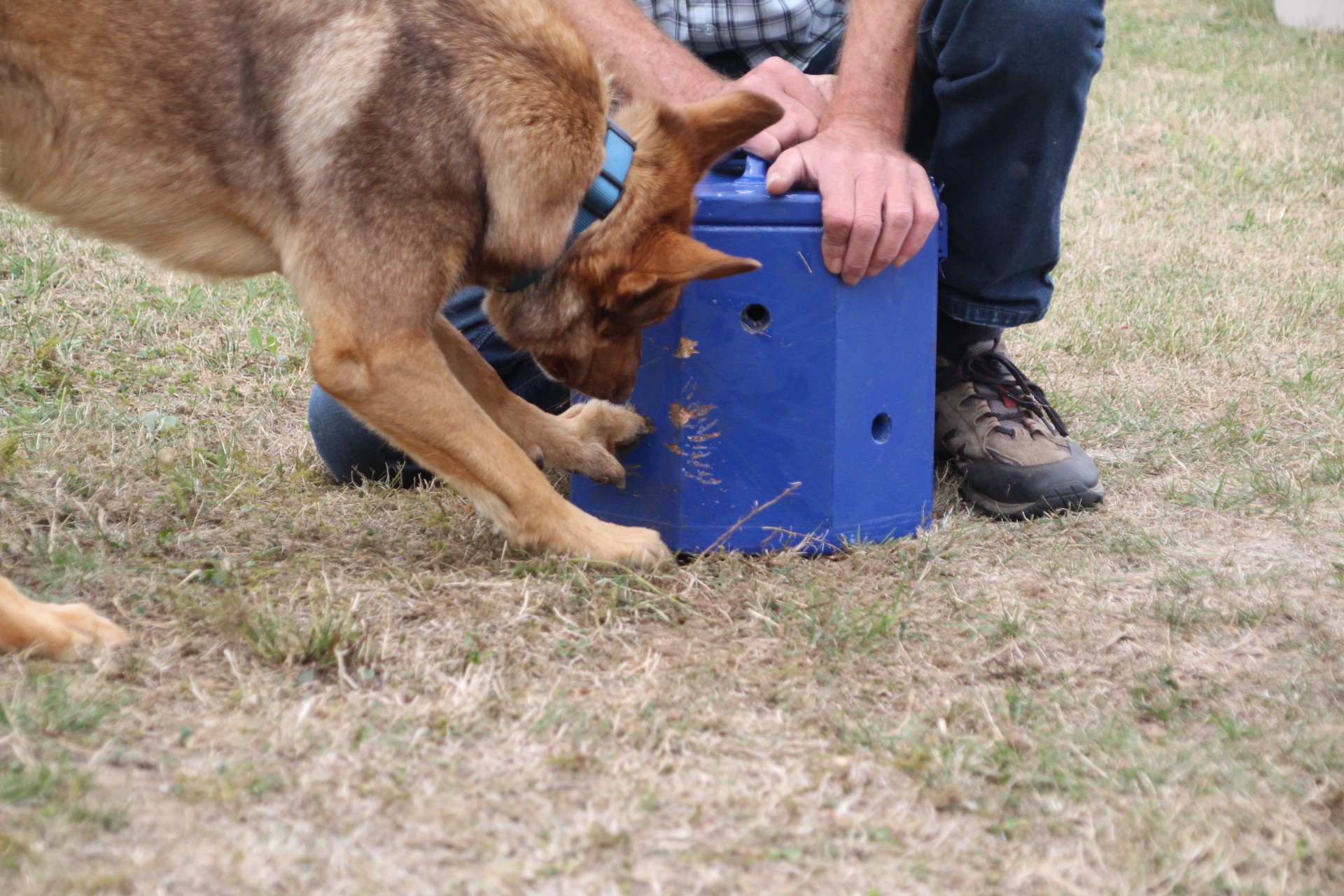 Read more about the article Spürhundesport-Seminar, 29./30.08.2020